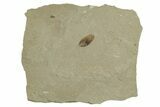 Fossil Samara (Winged Seed) - Green River Formation, Utah #356597-1